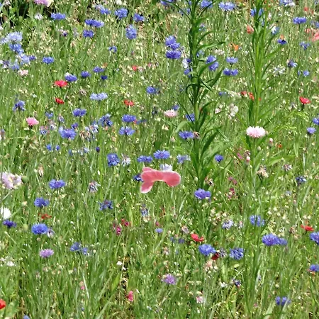 Gemuetliche In Appartement Kaifenheim